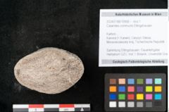 Foto (Objekt + Etikett) von Calamites communis Ettingshausen (NHMW-GEO-2024-0188-10958)